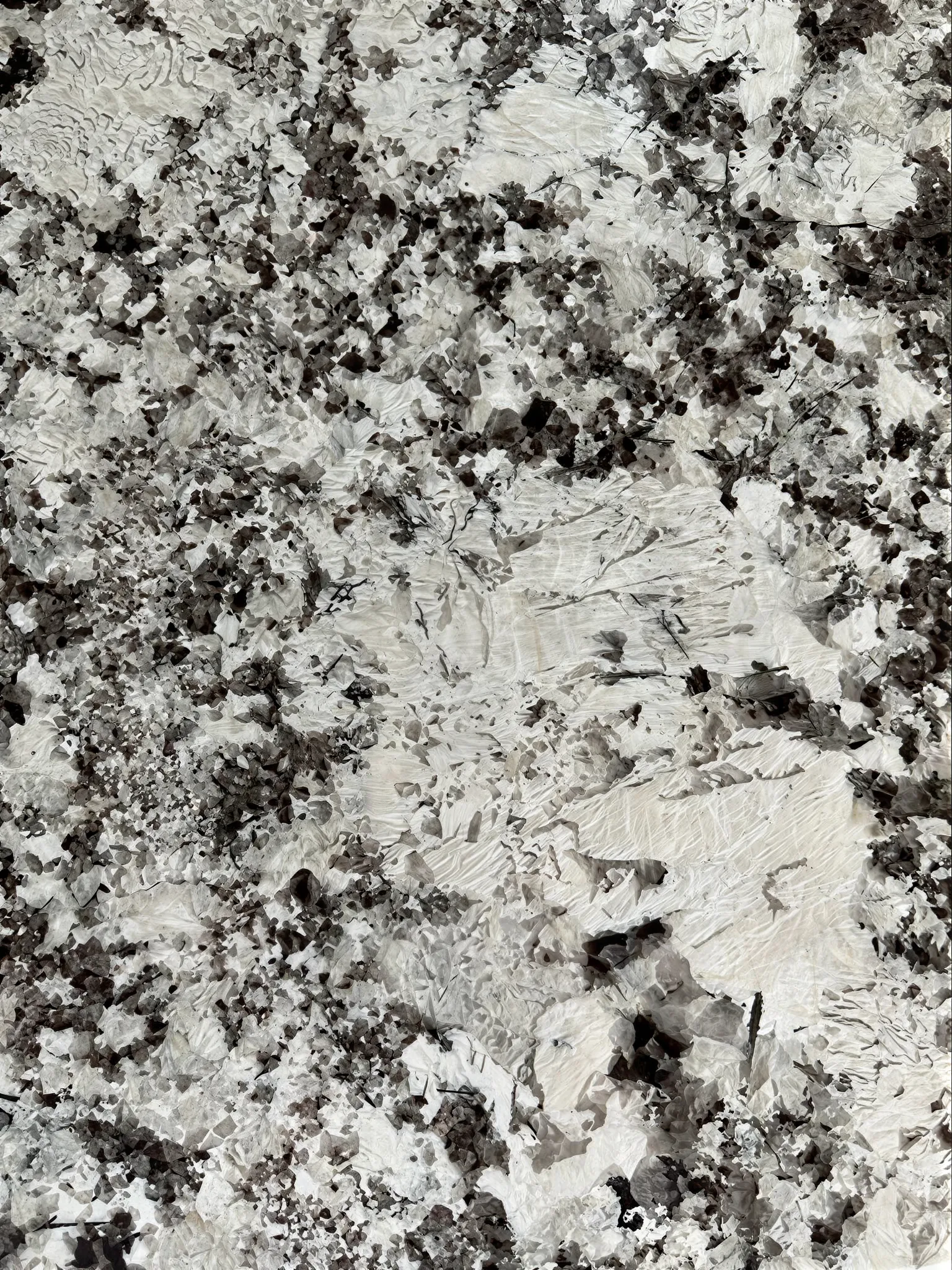 阿拉斯加白